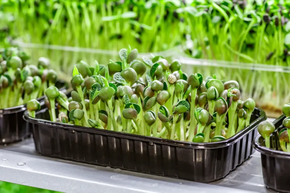 microgreens tray roots intact