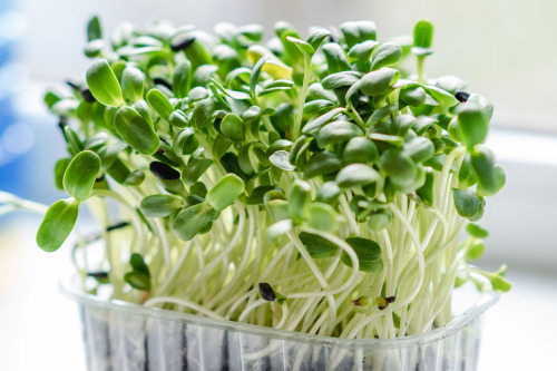 harvesting microgreens scissors tray